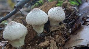 Attēlu rezultāti vaicājumam “Lycoperdon perlatum”