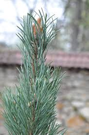 Attēlu rezultāti vaicājumam “Pinus sylvestris leaf”