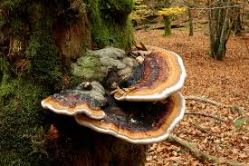 Attēlu rezultāti vaicājumam “Fomitopsis pinicola”