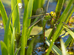 Attēlu rezultāti vaicājumam “Aeshna viridis”