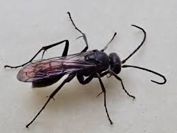 Attēlu rezultāti vaicājumam “Pompilidae”