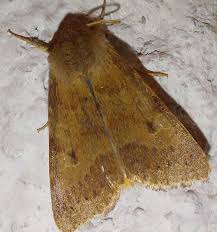 Attēlu rezultāti vaicājumam “Agrochola helvola”