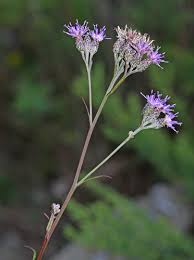 Attēlu rezultāti vaicājumam “Saussurea esthonica leaf”