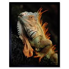 Image result for reptile scales