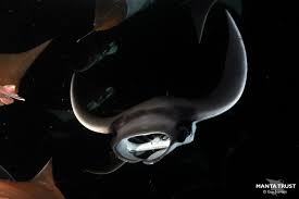 Image result for Mobula munkiana