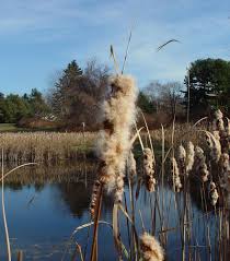 Attēlu rezultāti vaicājumam “Typha latifolia fruit”