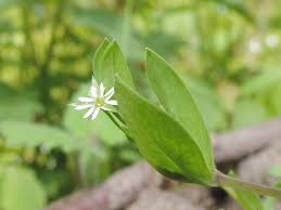 Attēlu rezultāti vaicājumam “Stellaria alsine”