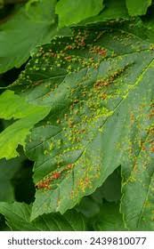 Attēlu rezultāti vaicājumam “Eriophyes laevis”