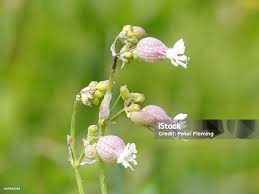 Attēlu rezultāti vaicājumam “Silene vulgaris bud”