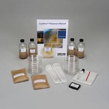 Attēlu rezultāti vaicājumam “Physarum gravidum spores”