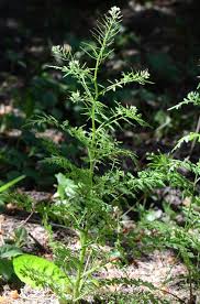 Attēlu rezultāti vaicājumam “Cardamine impatiens”