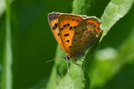 Attēlu rezultāti vaicājumam “Lycaeniinae”