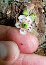 Attēlu rezultāti vaicājumam “Chimaphila umbellata bud”