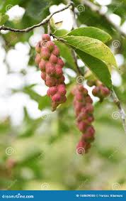 Attēlu rezultāti vaicājumam “Magnolia kobus fruit”