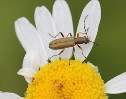 Attēlu rezultāti vaicājumam “Chrysanthia geniculata”