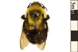 Attēlu rezultāti vaicājumam “Hymenoptera”