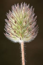 Attēlu rezultāti vaicājumam “Trifolium arvense fruit”