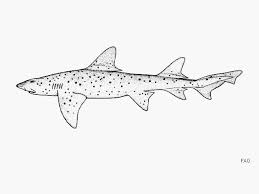 Image result for Triakis megalopterus