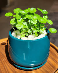 Attēlu rezultāti vaicājumam “Hydrocotyle vulgaris”