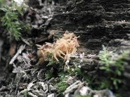 Attēlu rezultāti vaicājumam “Heterotrichia obvelata (syn. Arcyria obvelata) young”