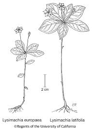 Attēlu rezultāti vaicājumam “Trientalis europaea fruit”