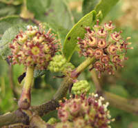 Attēlu rezultāti vaicājumam “Eleutherococcus sessiliflorus”