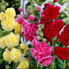 Image result for Stockrose