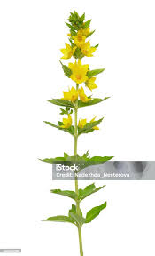 Attēlu rezultāti vaicājumam “Lysimachia thyrsiflora bud”