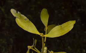 Attēlu rezultāti vaicājumam “Viscum album female flower”