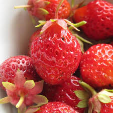 Attēlu rezultāti vaicājumam “Fragaria moschata”