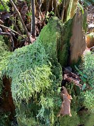 Attēlu rezultāti vaicājumam “Plagiomnium undulatum sporophyte”