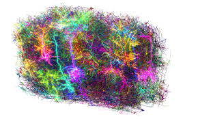 Image result for map of the brain