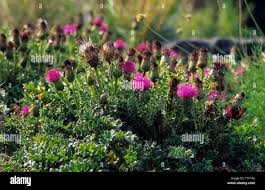 Attēlu rezultāti vaicājumam “Cirsium acaule fruit”
