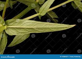 Attēlu rezultāti vaicājumam “Lythrum salicaria leaf”