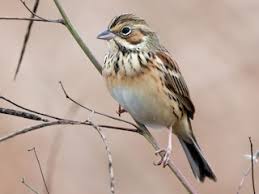 Image result for Emberiza fucata