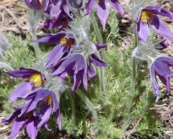 Image result for Pulsatilla