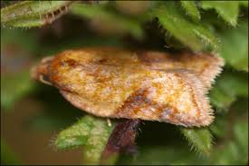 Attēlu rezultāti vaicājumam “Acleris aspersana”