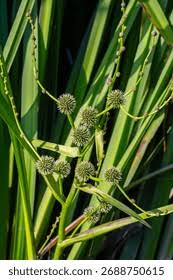 Attēlu rezultāti vaicājumam “Sparganium erectum aggr. flower”