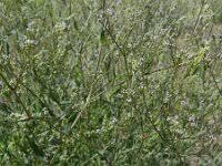 Attēlu rezultāti vaicājumam “Gypsophila fastigiata”