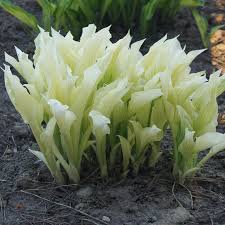 Image result for Hosta White Feather
