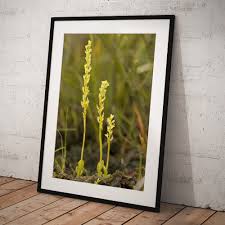 Attēlu rezultāti vaicājumam “Hammarbya paludosa flower”