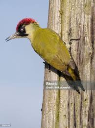Attēlu rezultāti vaicājumam “Picus viridis”
