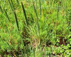 Attēlu rezultāti vaicājumam “Phleum phleoides fruit”