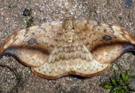 Attēlu rezultāti vaicājumam “Drepana falcataria”