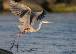 Image result for heron