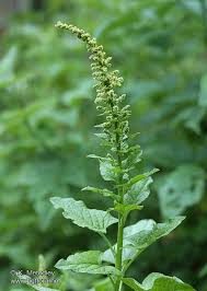 Attēlu rezultāti vaicājumam “Chenopodium bonus-henricus”