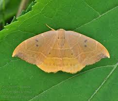 Attēlu rezultāti vaicājumam “Watsonalla binaria”