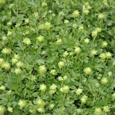 Attēlu rezultāti vaicājumam “Adoxa moschatellina”