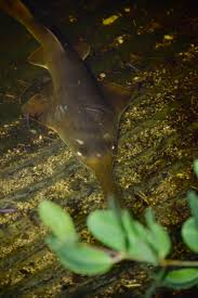 Image result for Pristis pectinata