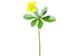 Attēlu rezultāti vaicājumam “Potentilla erecta flower”